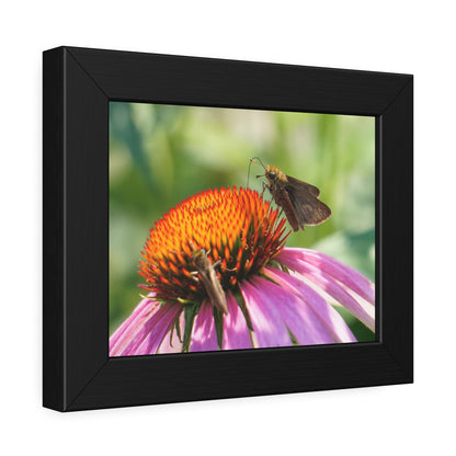 Little Glassywing Butterfly Framed Print | Nature Photography