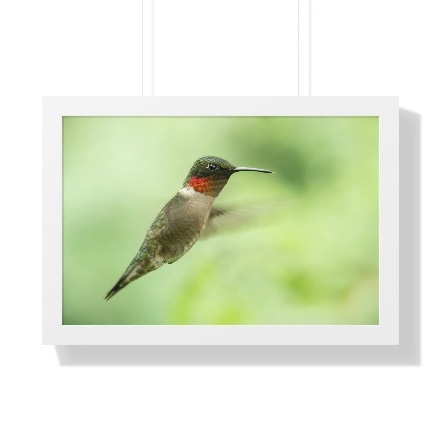 Hummingbird In-Flight Framed Matte Print