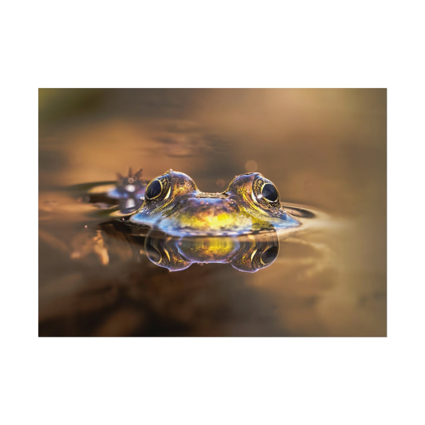 Duality of Frog Fine Art Print