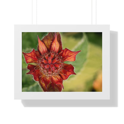 Fancy Red Bee Balm Flower Macro Framed Matte Print