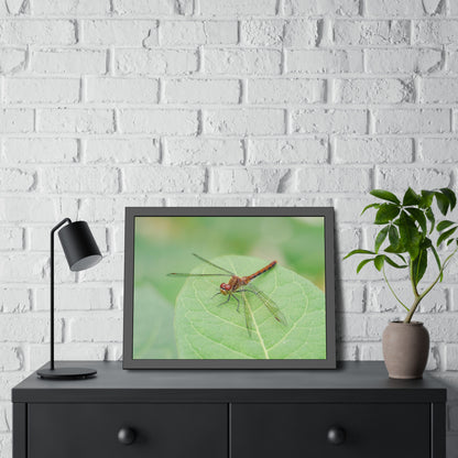 Dragonfly Poses on Leaf Framed Print | Nature Photography