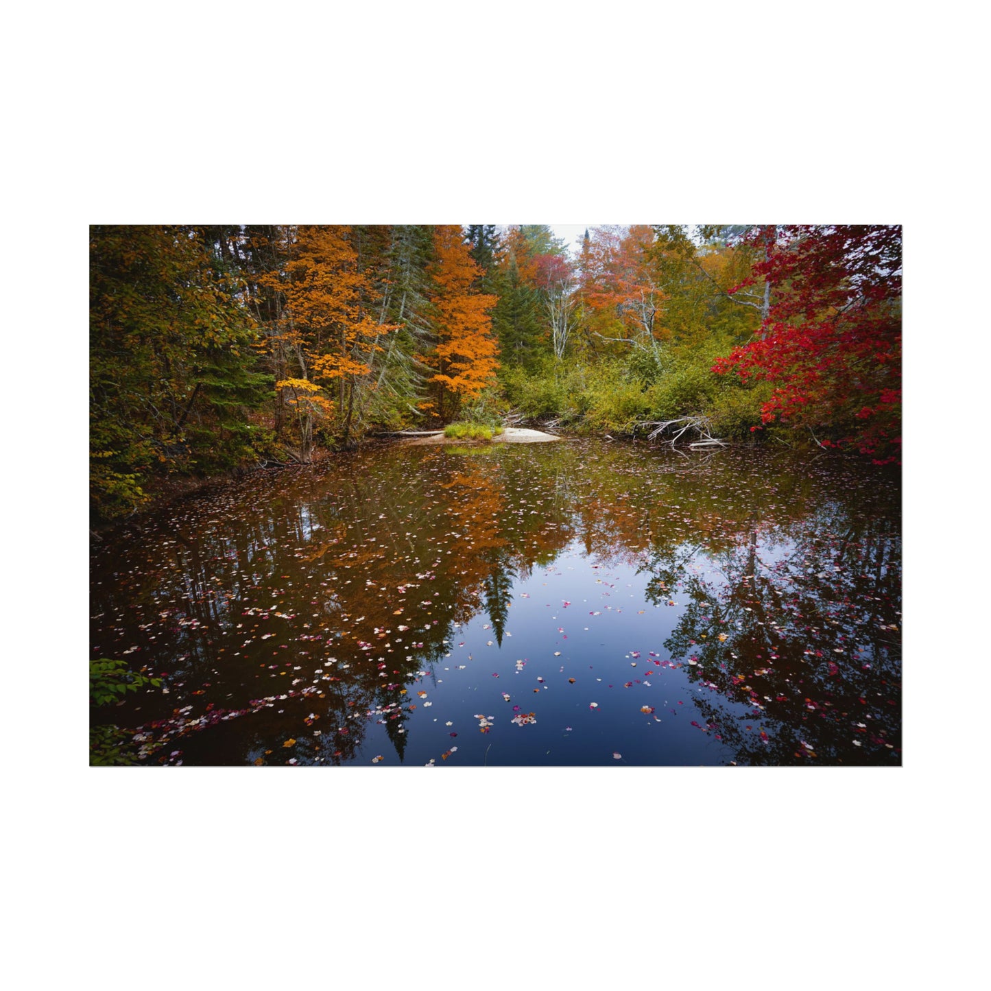 Maine Fall Foliage Waterscape Fine Art Print