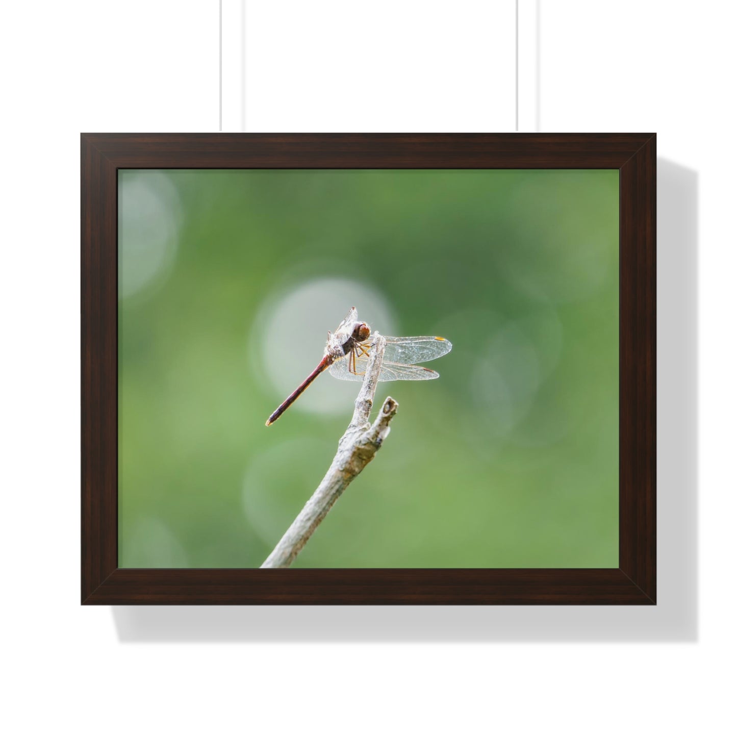 Dramatic Dragonfly Framed Matte Print