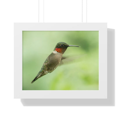 Hummingbird In-Flight Framed Matte Print