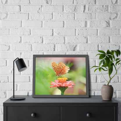 Fritillary Butterfly on Zinnia Framed Print | Nature Photography
