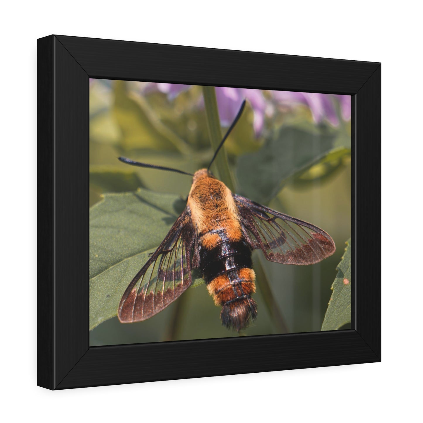 Sleeping Hummingbird Moth Framed Print | Nature Photography