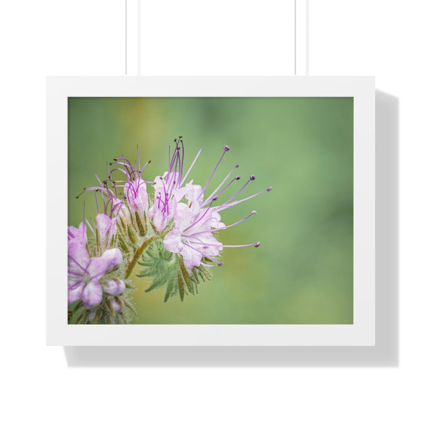 Macro Purple Wildflowers Framed Matte Print