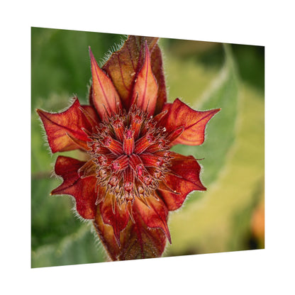 Fancy Red Bee Balm Flower Macro Fine Art Print