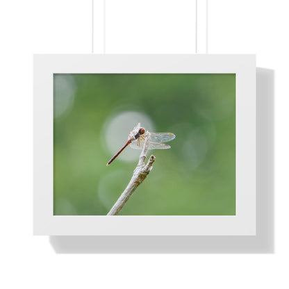 Dramatic Dragonfly Framed Matte Print