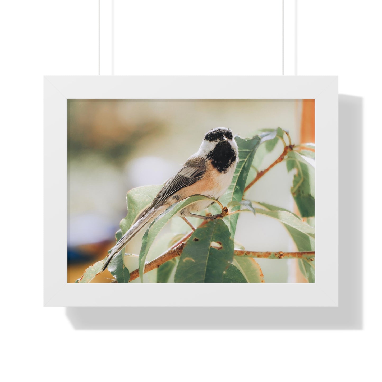 Black-Capped Chickadee Framed Matte Print