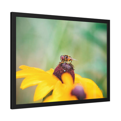 Flower Fly on Black-Eyed Susan Framed Print | Nature Photography
