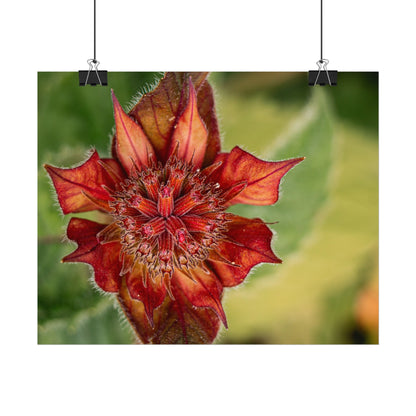 Fancy Red Bee Balm Flower Macro Fine Art Print