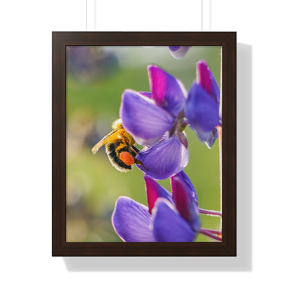 Bumble Bee Pollinates Lupine Flowers Framed Matte Print