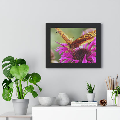 Fritillary Butterfly in Macro Framed Matte Print