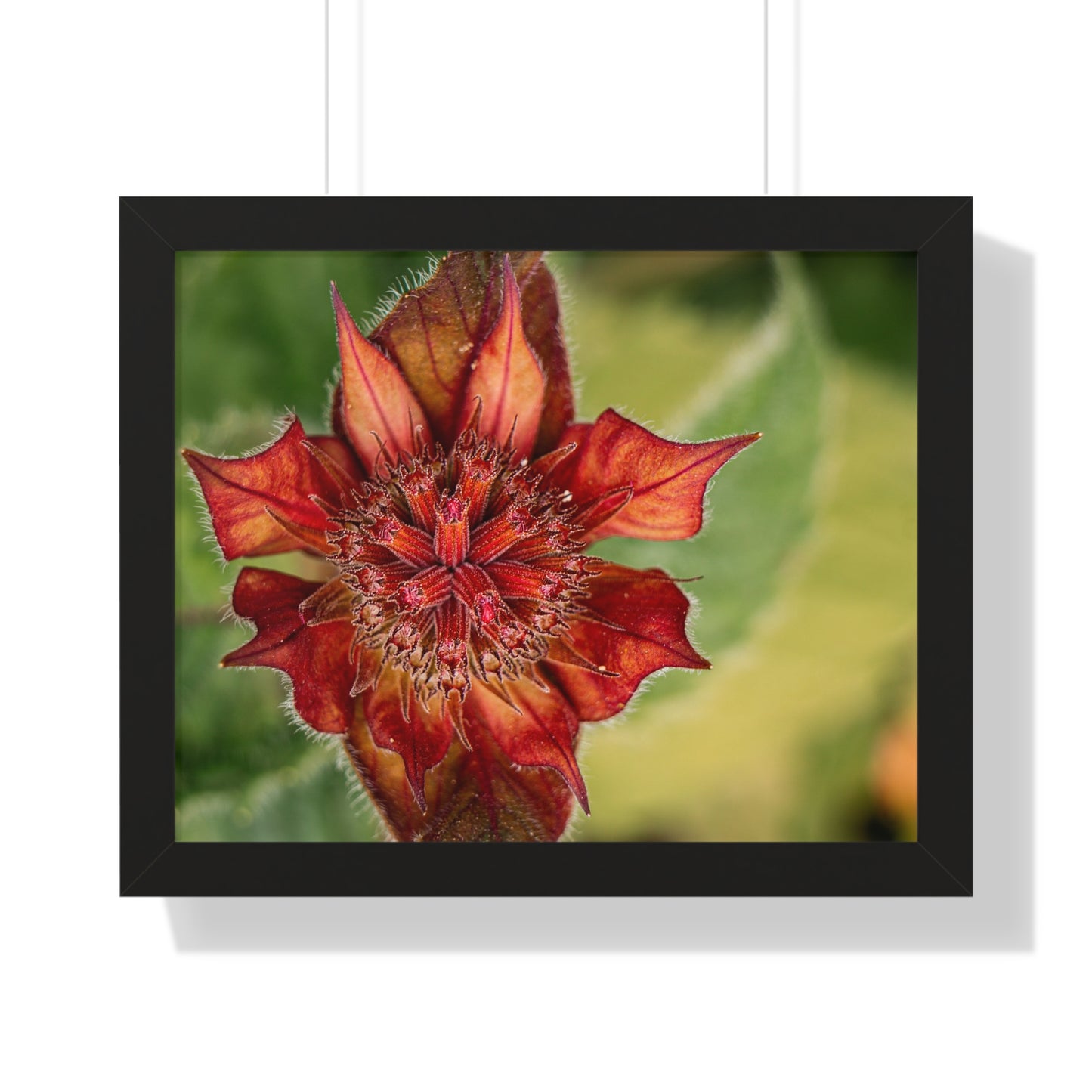 Fancy Red Bee Balm Flower Macro Framed Matte Print