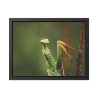 Majestic Mantis Framed Fine Art Photograph