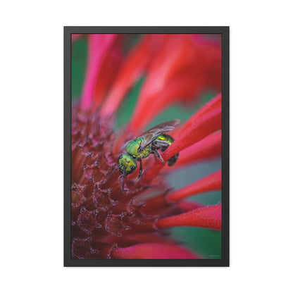 Beautiful Green Bee Framed Fine Art Photograph