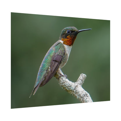 Ruby-Throated Hummingbird Fine Art Print