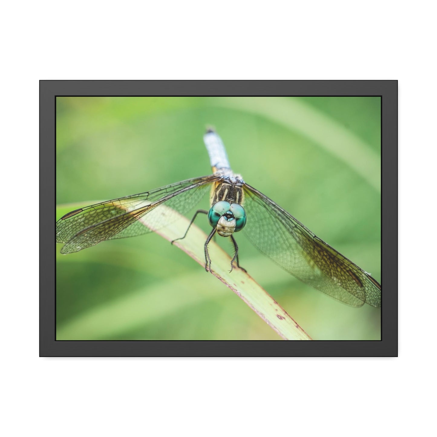 Macro Dragonfly Eyes Framed Print | Nature Photography