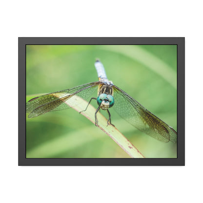 Macro Dragonfly Eyes Framed Print | Nature Photography