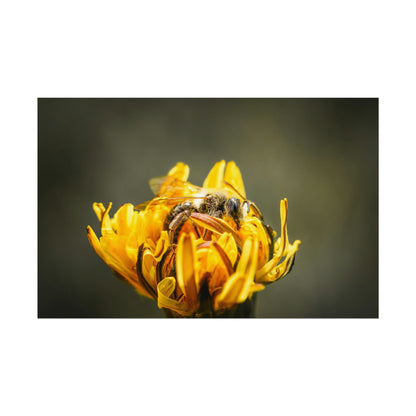 Macro Bee Pollinating Dandelion Fine Art Print