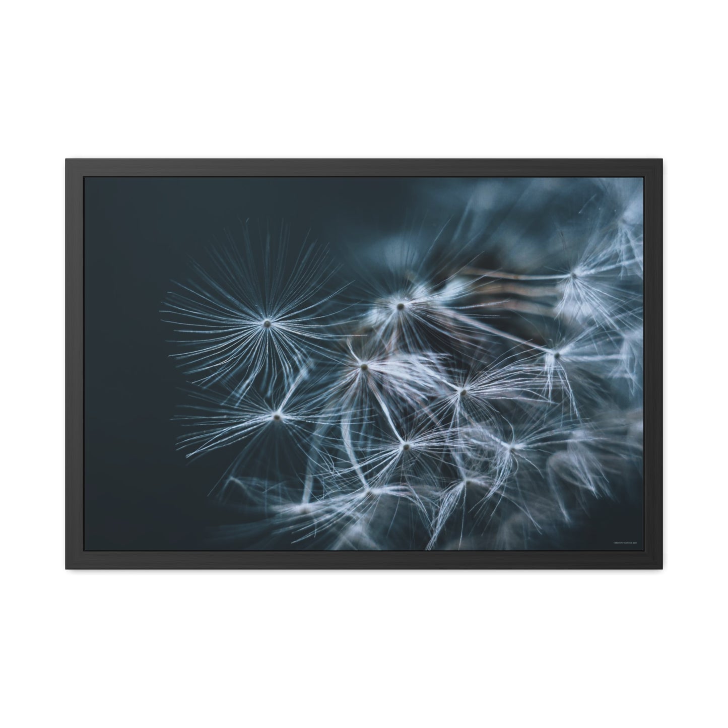 Macro Moody Dandelion Framed Fine Art Photograph