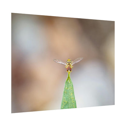 Flower Fly Poses in Macro Fine Art Print