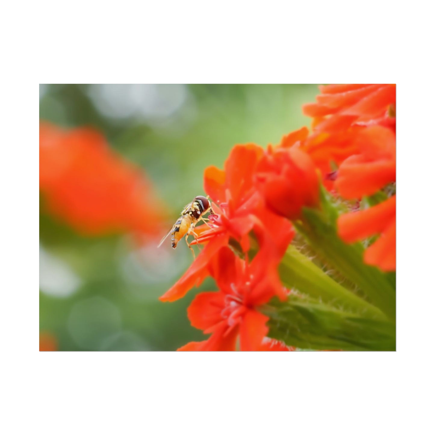 Flower Fly on Red Flowers Fine Art Print