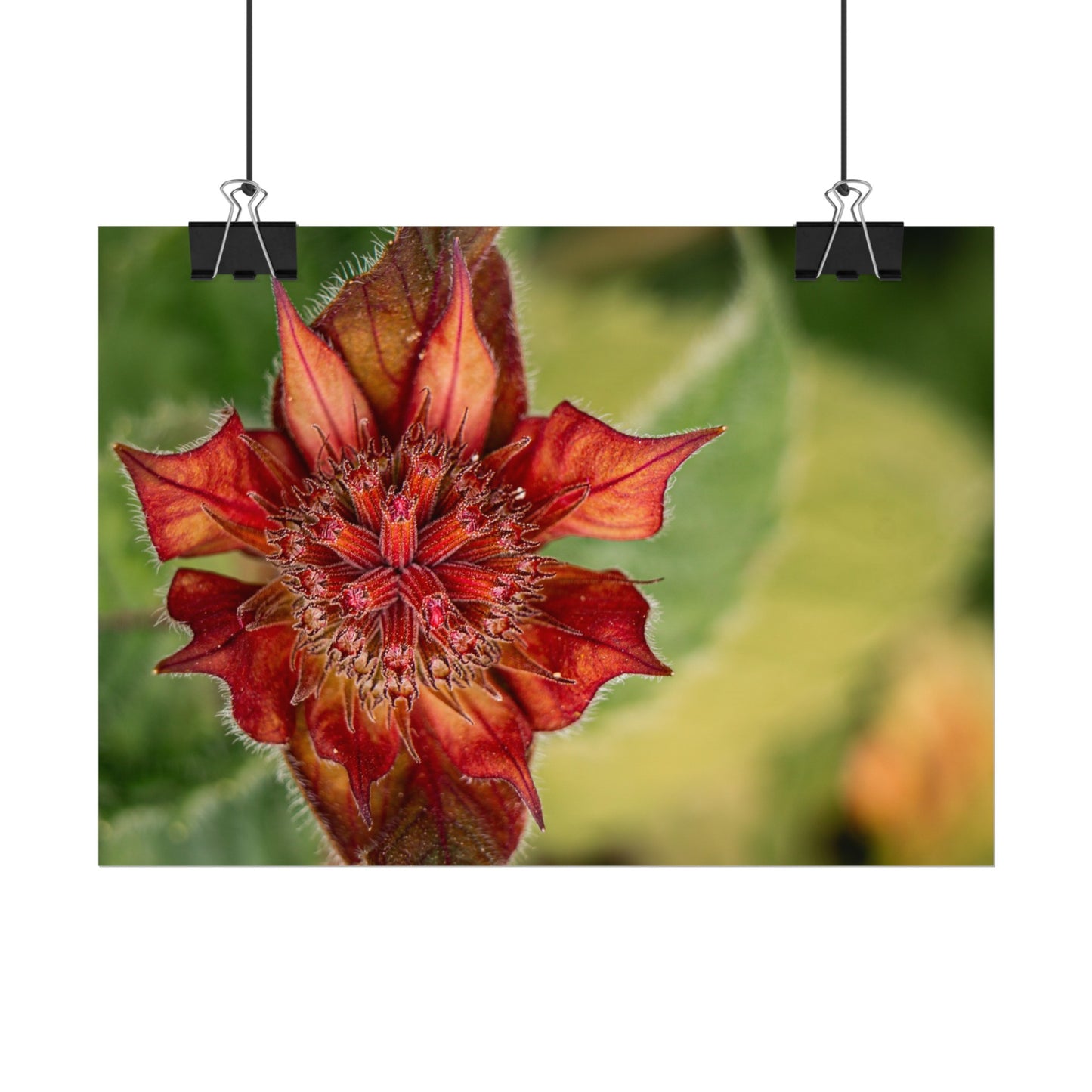 Fancy Red Bee Balm Flower Macro Fine Art Print