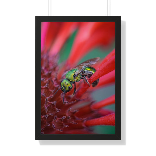 Beautiful Green Bee Framed Matte Print