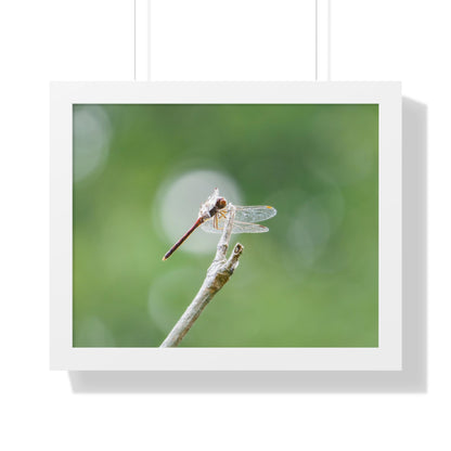 Dramatic Dragonfly Framed Matte Print