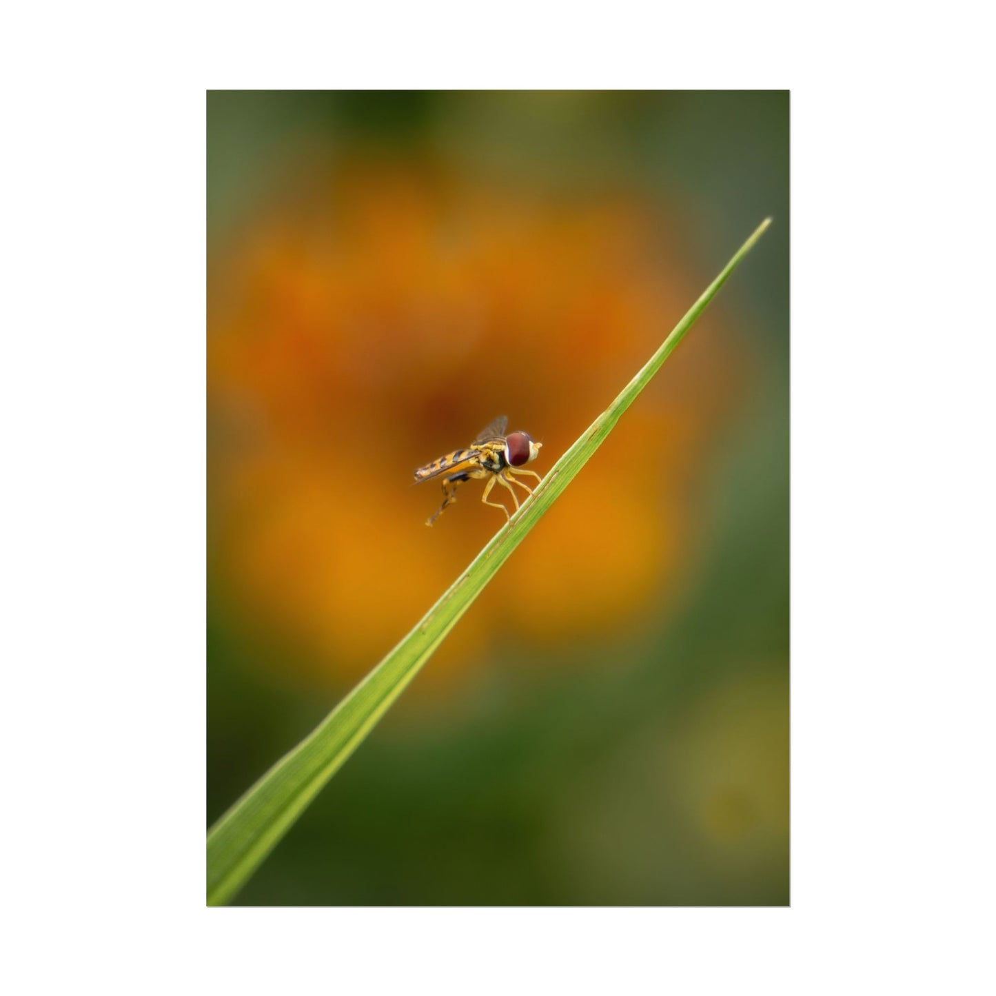 Flower Fly Poses with Orange Flowers Fine Art Print