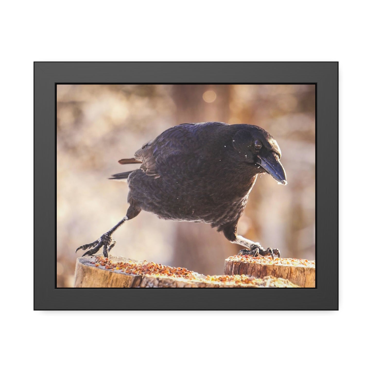 Crow Doing The Splits Framed Print | Nature Photography