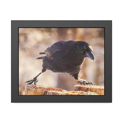 Crow Doing The Splits Framed Print | Nature Photography