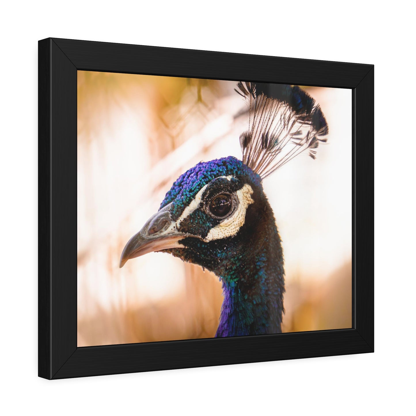Peculiar Peacock Framed Print | Nature Photography