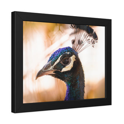 Peculiar Peacock Framed Print | Nature Photography
