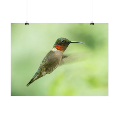 Hummingbird In-Flight Fine Art Print