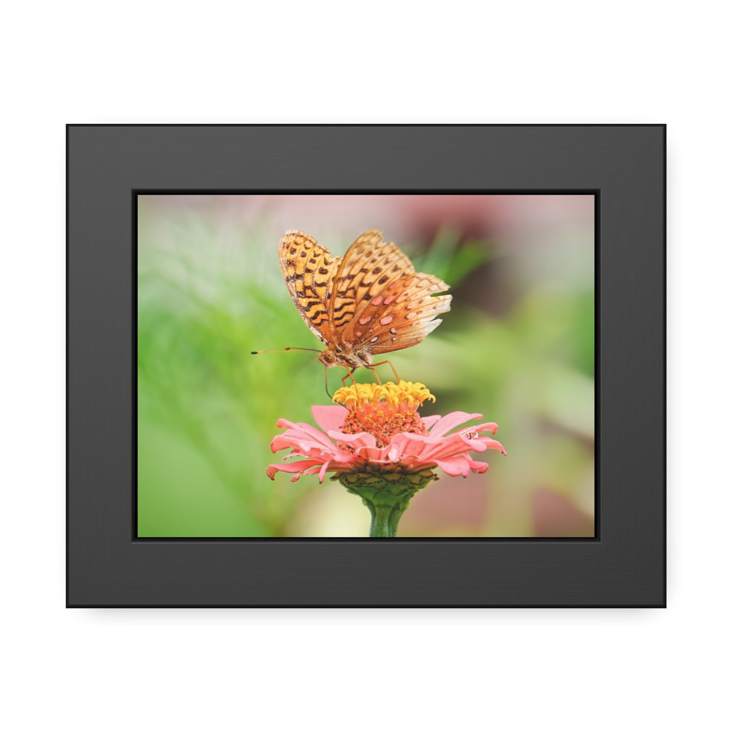 Fritillary Butterfly on Zinnia Framed Print | Nature Photography