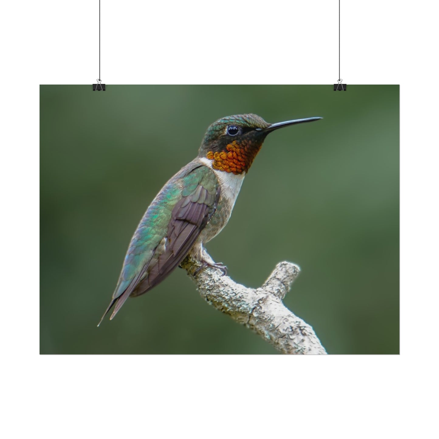 Ruby-Throated Hummingbird Fine Art Print