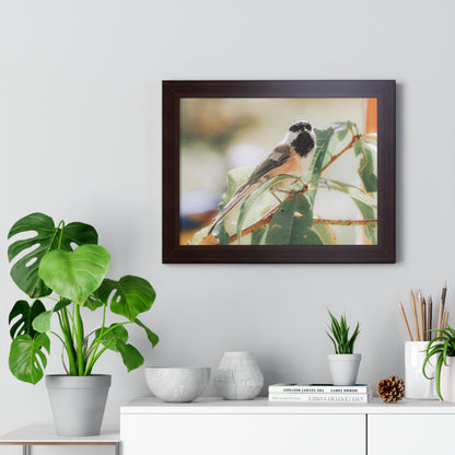 Black-Capped Chickadee Framed Matte Print