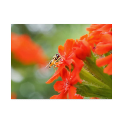 Flower Fly on Red Flowers Fine Art Print