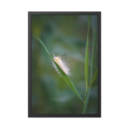 Fuzzy Feets Caterpillar Framed Fine Art Photograph