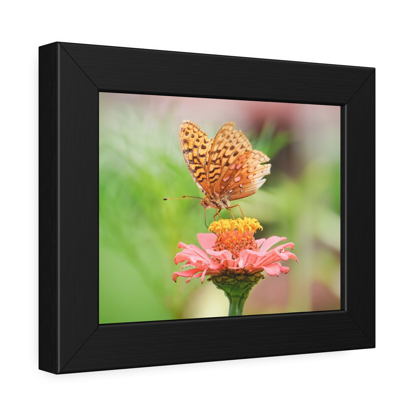 Fritillary Butterfly on Zinnia Framed Print | Nature Photography