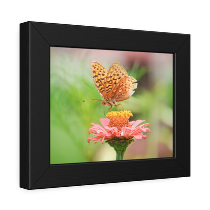 Fritillary Butterfly on Zinnia Framed Print | Nature Photography