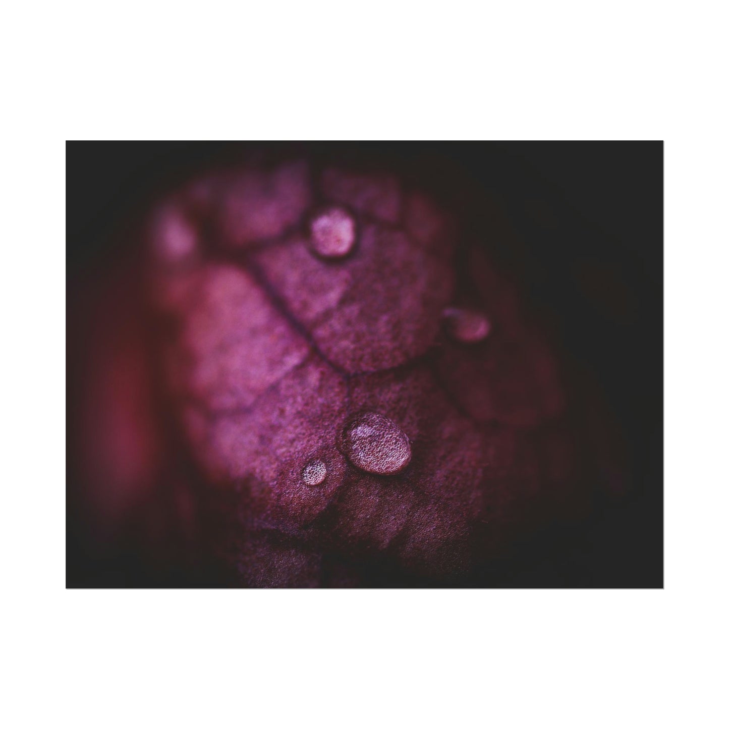 Macro Droplet on Red Leaf Fine Art Print