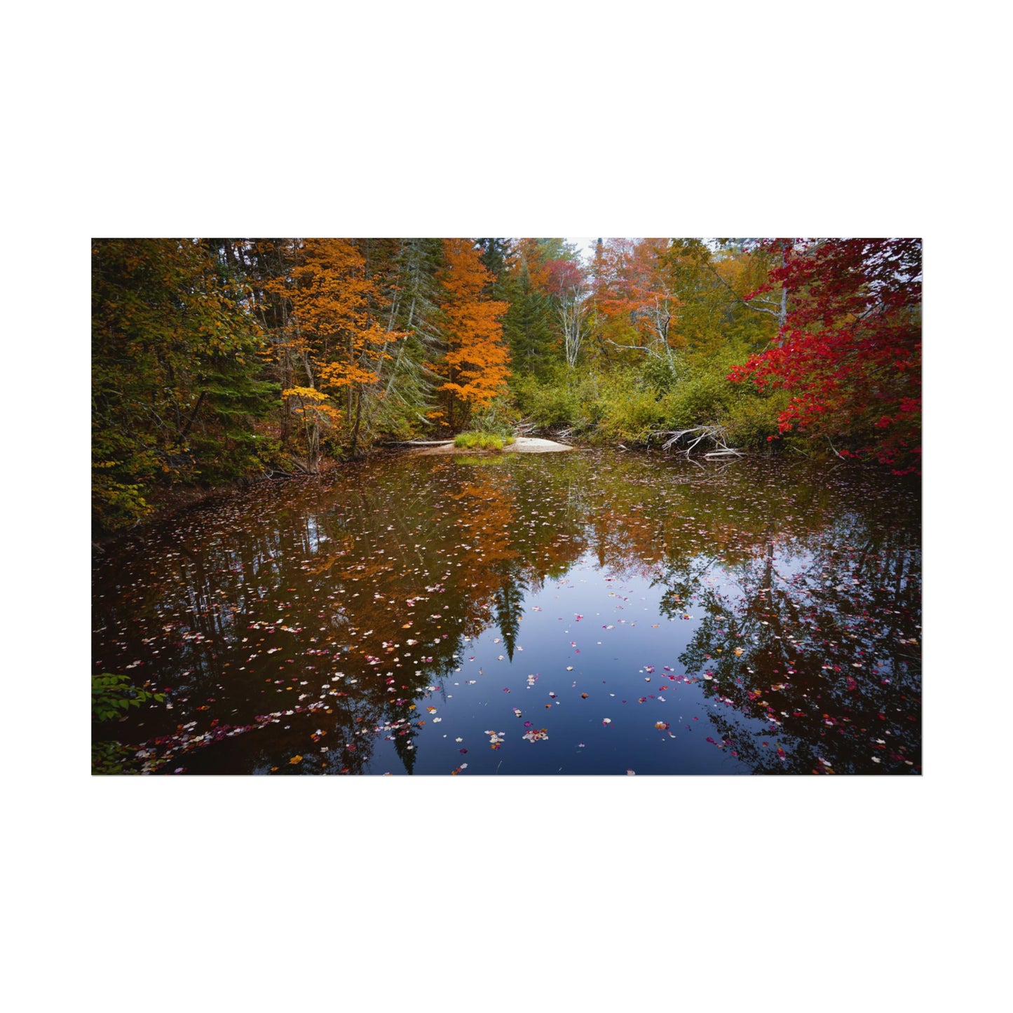 Maine Fall Foliage Waterscape Fine Art Print