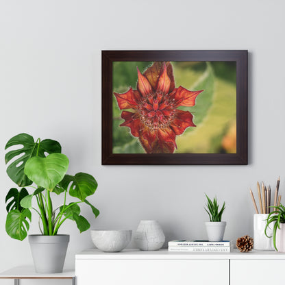 Fancy Red Bee Balm Flower Macro Framed Matte Print