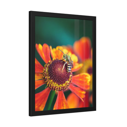 Fashionable Sweat Bee Framed Print | Nature Photography