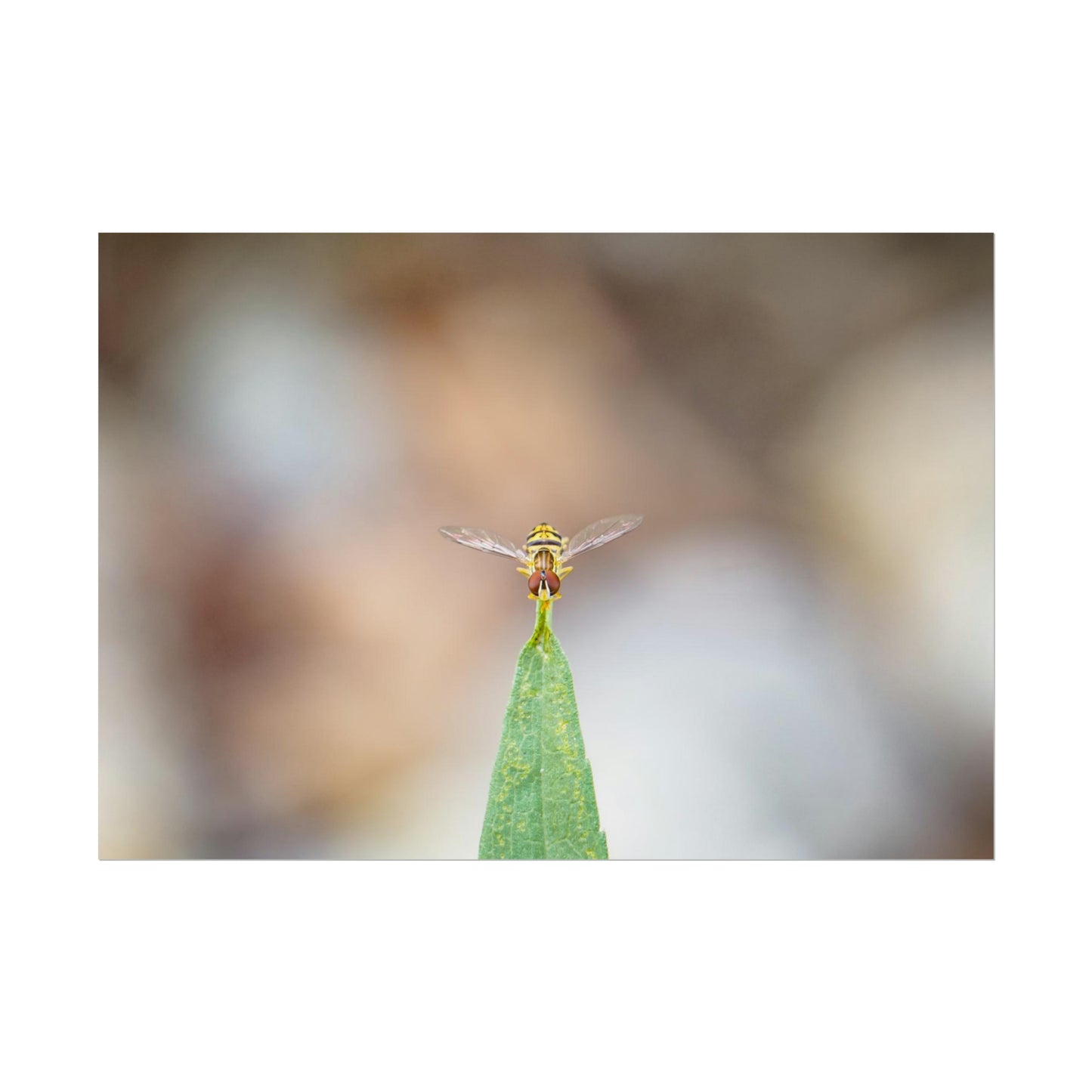 Flower Fly Poses in Macro Fine Art Print