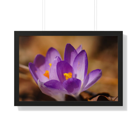 Macro Crocus Flowers Framed Matte Print